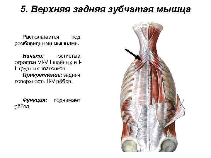 5. Верхняя задняя зубчатая мышца Располагается под ромбовидными мышцами. Начало: остистые отростки VI-VII шейных