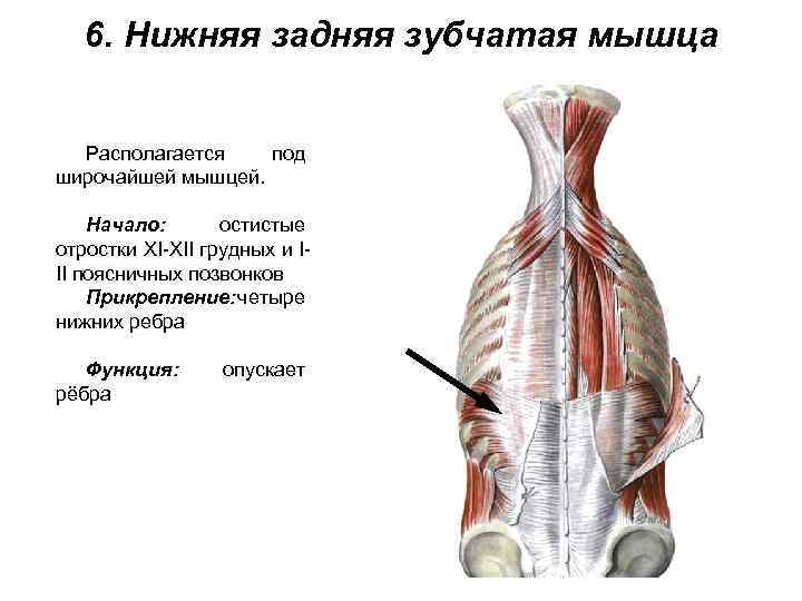 6. Нижняя задняя зубчатая мышца Располагается под широчайшей мышцей. Начало: остистые отростки XI-XII грудных