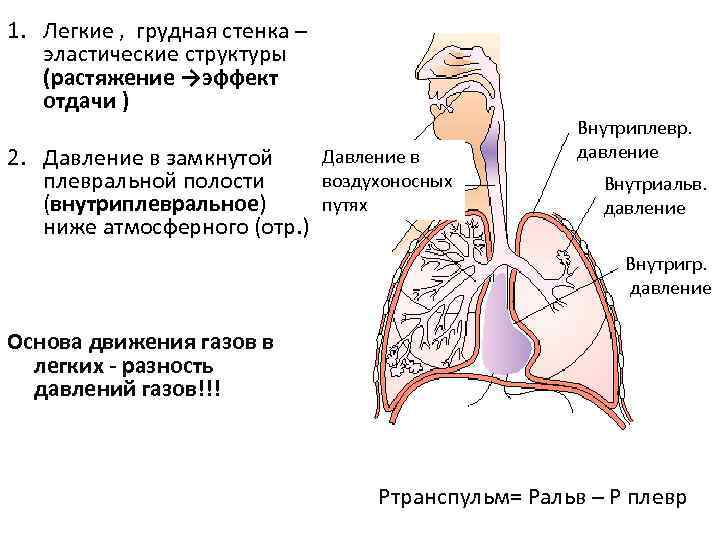 Свойство легких