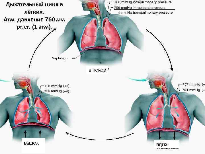 Биомеханика внешнего дыхания презентация