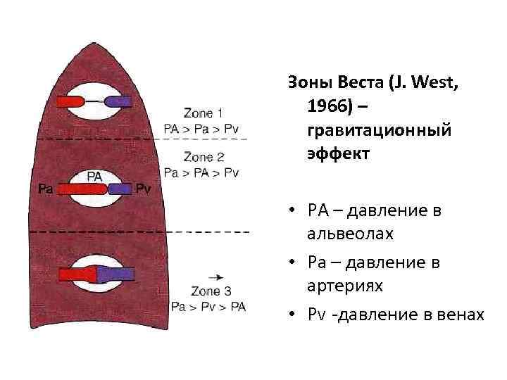 Соотношение вентиляции и перфузии в легких