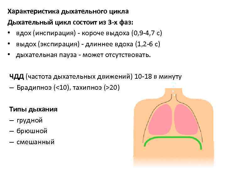 Дыхательных циклов в минуту