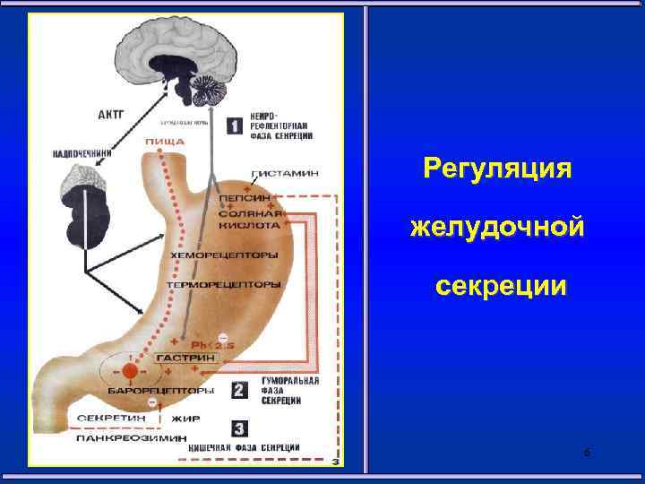 Секреция желудка