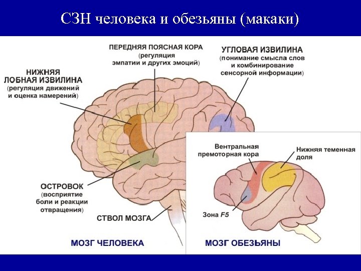 СЗН человека и обезьяны (макаки) 