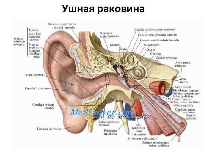 Ушная раковина 