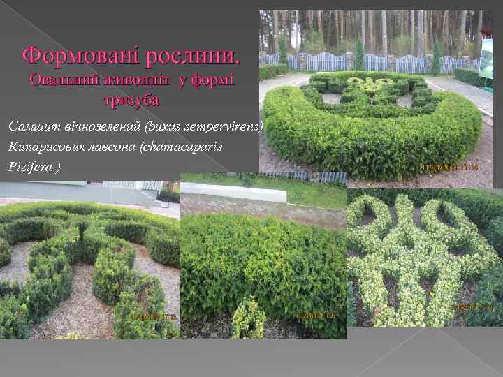 Формовані рослини. Овальний живопліт у формі тризуба Самшит вічнозелений (buxus sempervirens) Кипарисовик лавсона (chamacuparis