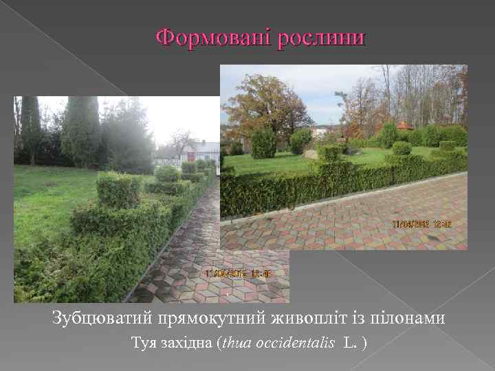 Формовані рослини Зубцюватий прямокутний живопліт із пілонами Туя західна (thua occidentalis L. ) 