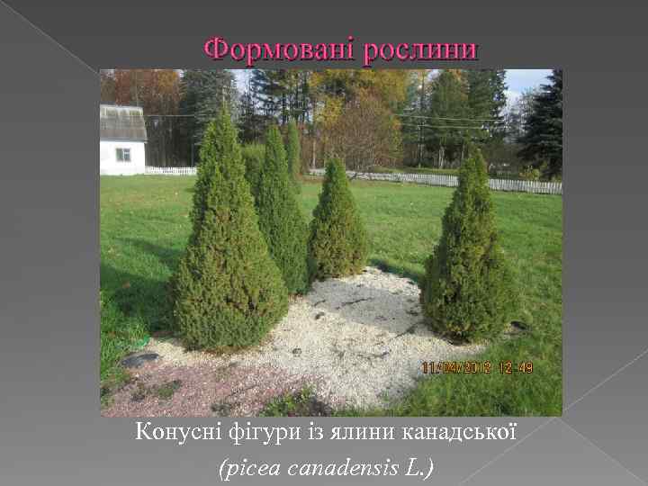 Формовані рослини Конусні фігури із ялини канадської (picea canadensis L. ) 