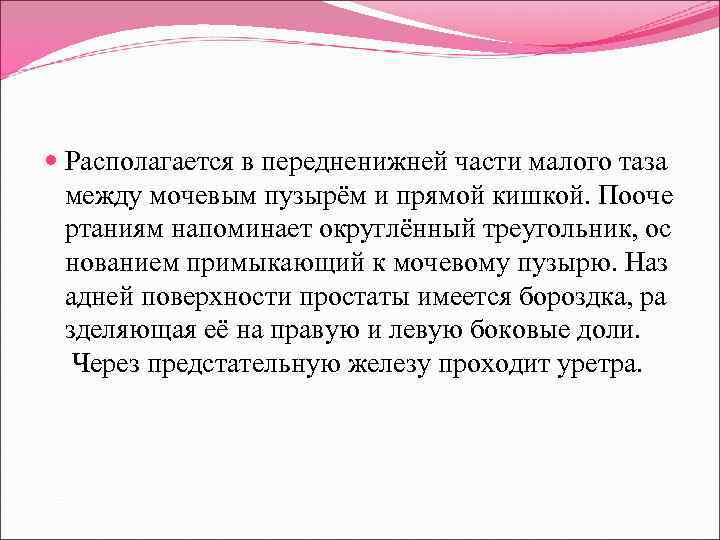  Располагается в передненижней части малого таза между мочевым пузырём и прямой кишкой. Пооче