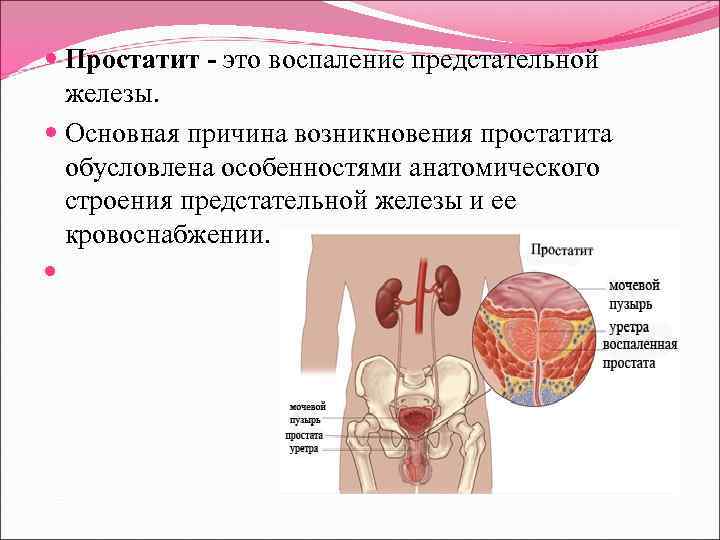 Предстательная железа это простата. Кровоснабжение предстательной железы.
