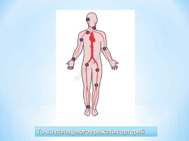 Точки пальцевого прижатия артерий 