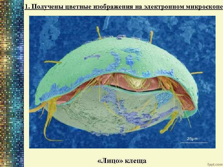 1. Получены цветные изображения на электронном микроскопе «Лицо» клеща 