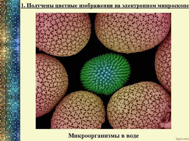 1. Получены цветные изображения на электронном микроскопе Микроорганизмы в воде 