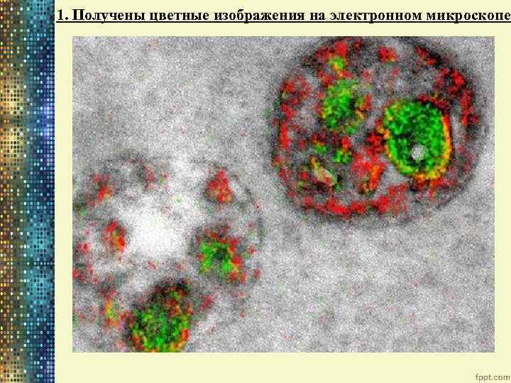 1. Получены цветные изображения на электронном микроскопе 