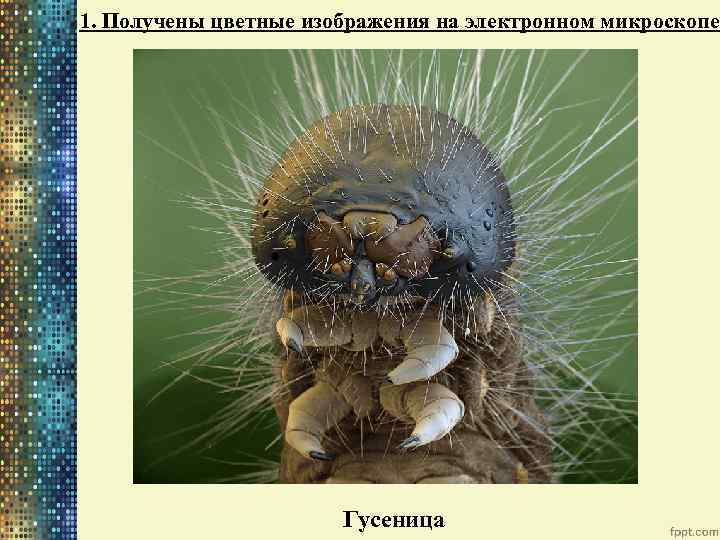 1. Получены цветные изображения на электронном микроскопе Гусеница 