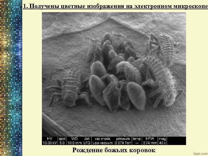 1. Получены цветные изображения на электронном микроскопе Рождение божьих коровок 