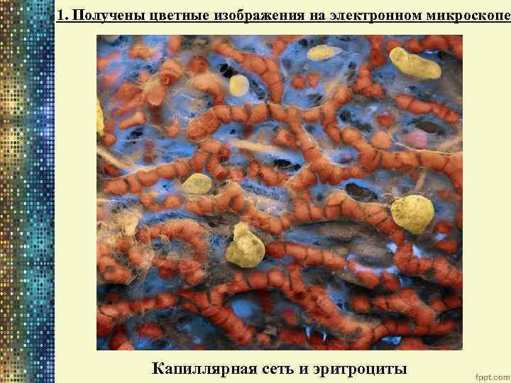 1. Получены цветные изображения на электронном микроскопе Капиллярная сеть и эритроциты 