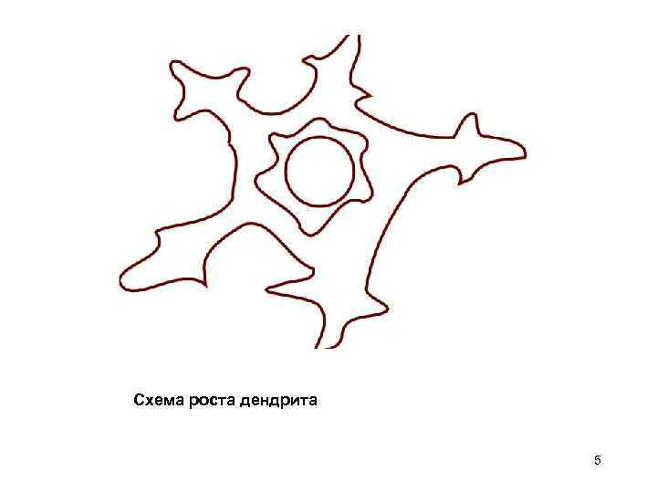 Схема роста дендрита 5 