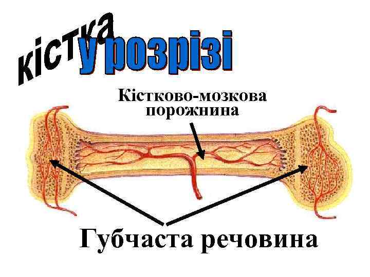 Кістково-мозкова порожнина Губчаста речовина 