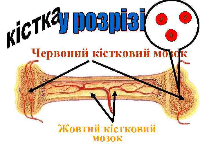 Червоний кістковий мозок Жовтий кістковий мозок 