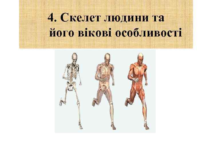4. Скелет людини та його вікові особливості 