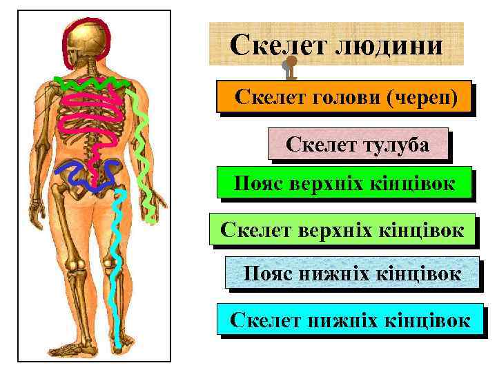 Скелет людини Скелет голови (череп) Скелет тулуба Пояс верхніх кінцівок Скелет верхніх кінцівок Пояс