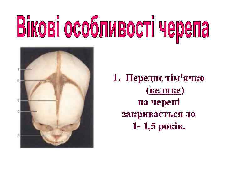 1. Переднє тім'ячко (велике) на черепі закривається до 1 - 1, 5 років. 