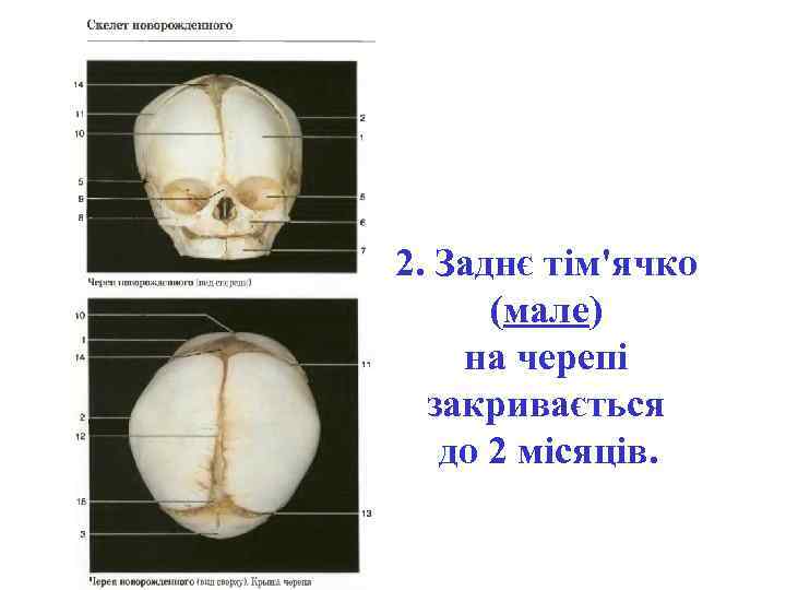 2. Заднє тім'ячко (мале) на черепі закривається до 2 місяців. 