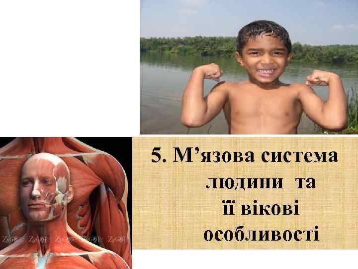 5. М’язова система людини та її вікові особливості 