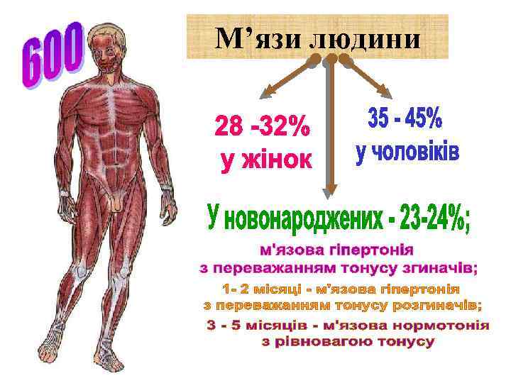 М’язи людини 