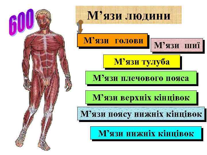 М’язи людини М’язи голови М’язи шиї М’язи тулуба М’язи плечового пояса М’язи верхніх кінцівок