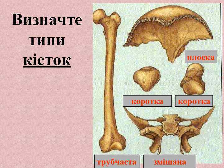 Визначте типи кісток 1 лоска п 2 коротка трубчаста 4 коротка 3 5 змішана