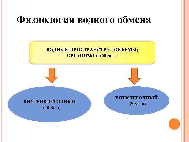Физиология водного обмена ВОДНЫЕ ПРОСТРАНСТВА (ОБЪЕМЫ) ОРГАНИЗМА (60% m) ВНУТРИКЛЕТОЧНЫЙ (40% m) ВНЕКЛЕТОЧНЫЙ (20%