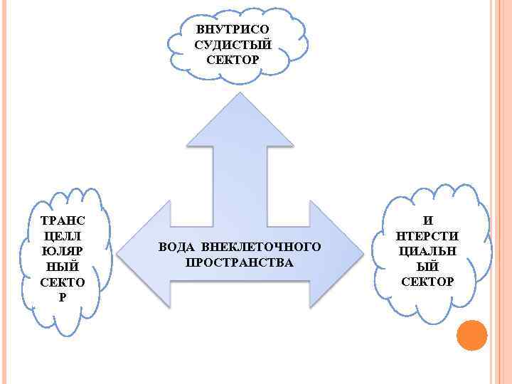 ВНУТРИСО СУДИСТЫЙ СЕКТОР ТРАНС ЦЕЛЛ ЮЛЯР НЫЙ СЕКТО Р ВОДА ВНЕКЛЕТОЧНОГО ПРОСТРАНСТВА И НТЕРСТИ