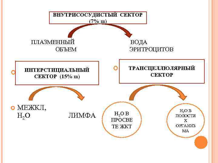ВНУТРИСОСУДИСТЫЙ СЕКТОР (7% m) ПЛАЗМЕННЫЙ ОБЪЕМ ИНТЕРСТИЦИАЛЬНЫЙ СЕКТОР (15% m) МЕЖКЛ, H 2 O