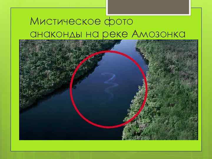 Мистическое фото анаконды на реке Амозонка 