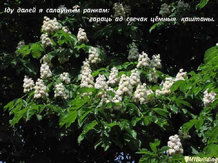 Іду далей я салаўіным ранкам: гараць ад свечак цёмныя каштаны. 