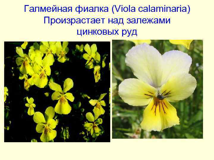 Галмейная фиалка (Viola calaminaria) Произрастает над залежами цинковых руд 