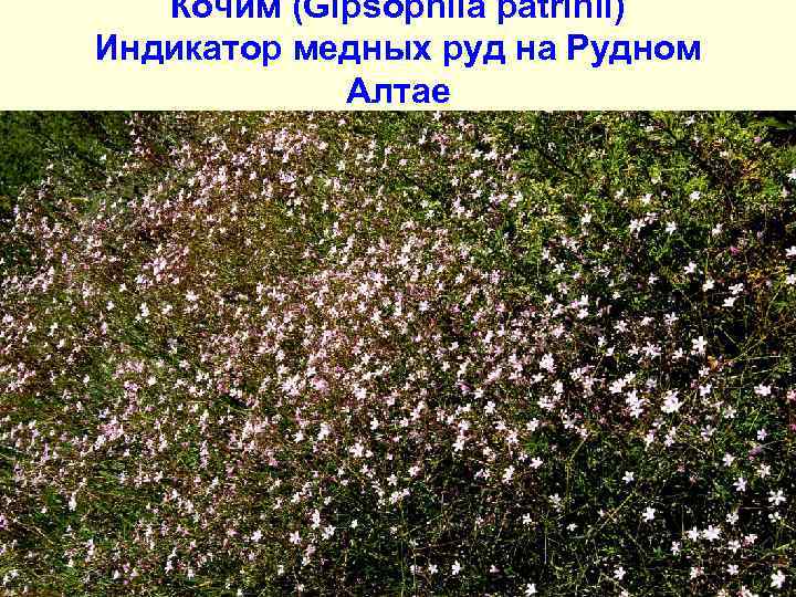 Кочим (Gipsophila patrinii) Индикатор медных руд на Рудном Алтае 