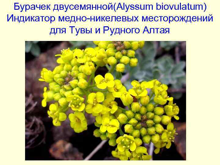 Бурачек двусемянной(Alyssum biovulatum) Индикатор медно-никелевых месторождений для Тувы и Рудного Алтая 