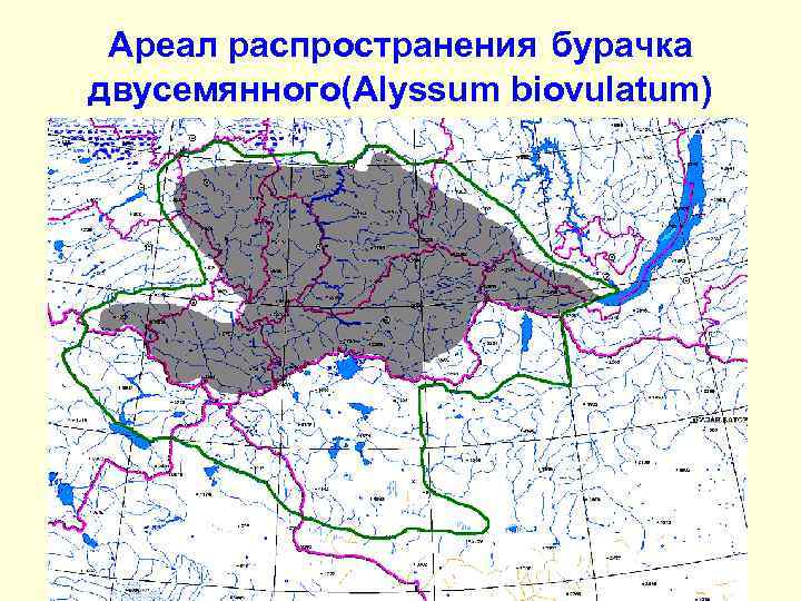 Ареал распространения бурачка двусемянного(Alyssum biovulatum) 