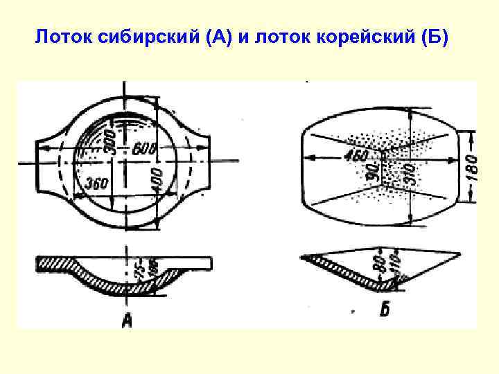 Лоток сибирский (А) и лоток корейский (Б) 