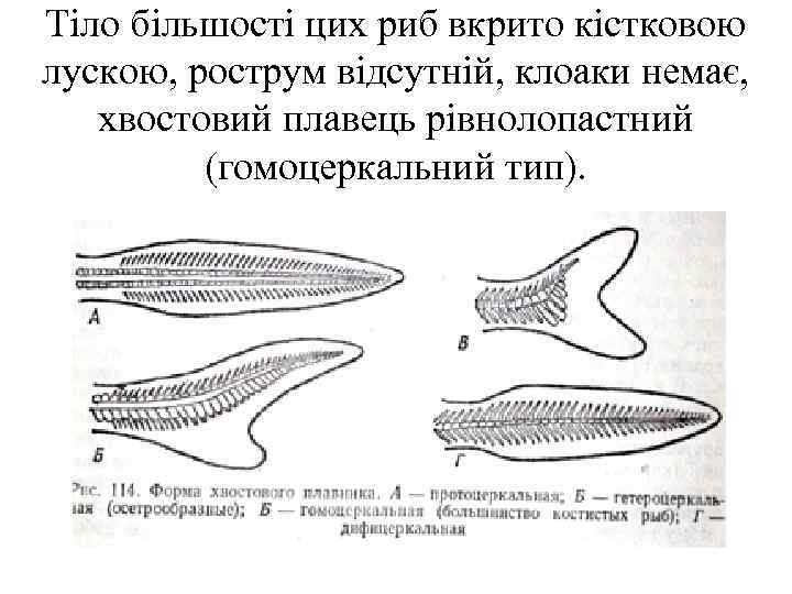 Тіло більшості цих риб вкрито кістковою лускою, рострум відсутній, клоаки немає, хвостовий плавець рівнолопастний