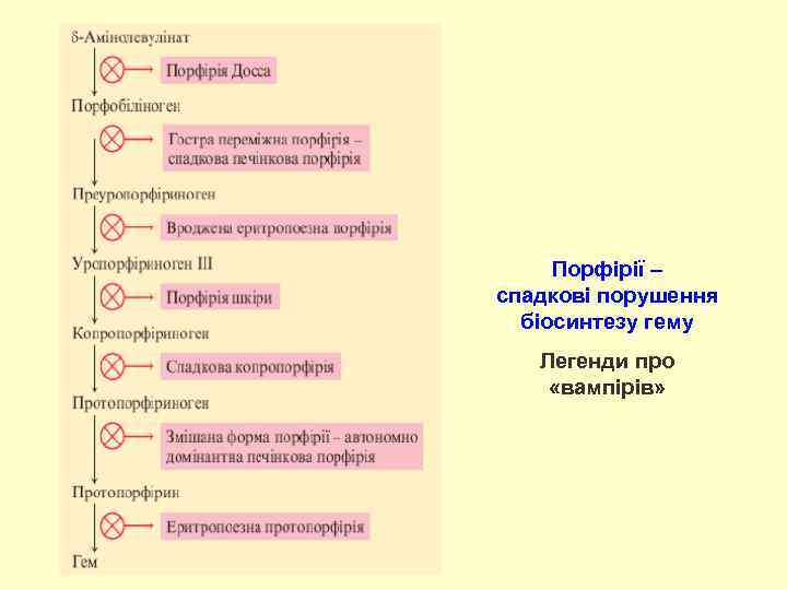 Порфірії – спадкові порушення біосинтезу гему Легенди про «вампірів» 