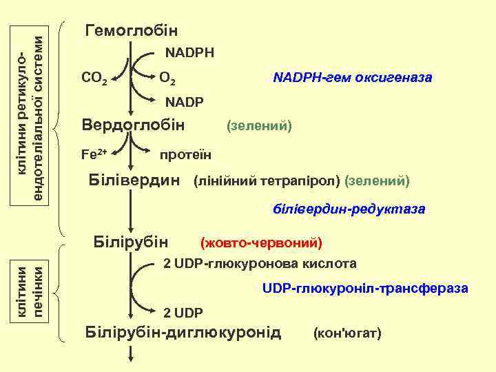 клітини ретикулоендотеліальної системи Гемоглобін NADPH СО 2 NADP Вердоглобін Fe 2+ (зелений) протеїн Білівердин