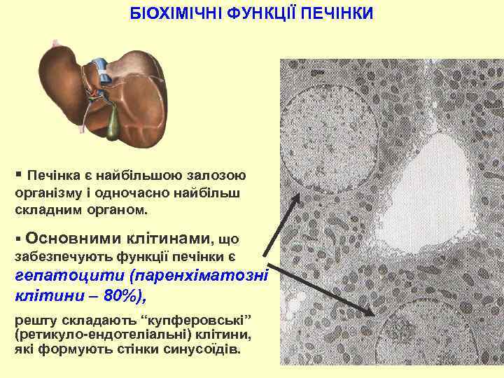 БІОХІМІЧНІ ФУНКЦІЇ ПЕЧІНКИ § Печінка є найбільшою залозою організму і одночасно найбільш складним органом.
