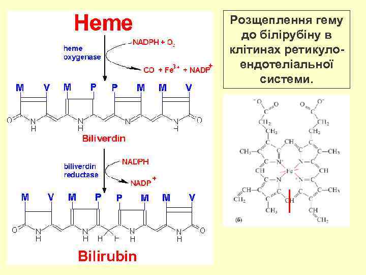 Розщеплення гему до білірубіну в клітинах ретикулоендотеліальної системи. 