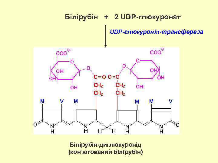 Білірубін + 2 UDP-глюкуронат UDP-глюкуроніл-трансфераза Білірубін-диглюкуронід (кон’югований білірубін) 