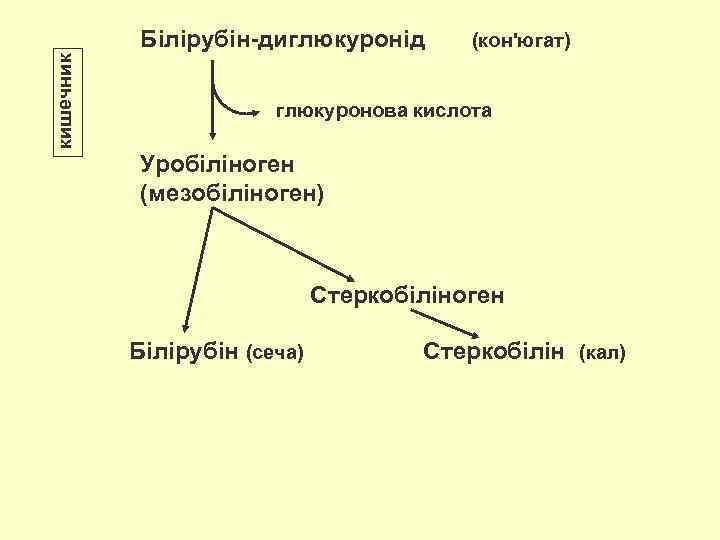 кишечник Білірубін-диглюкуронід (кон'югат) глюкуронова кислота Уробіліноген (мезобіліноген) Стеркобіліноген Білірубін (сеча) Стеркобілін (кал) 