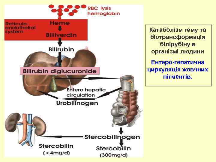 Катаболізм гему та біотрансформація білірубіну в організмі людини Ентеро-гепатична циркуляція жовчних пігментів. 